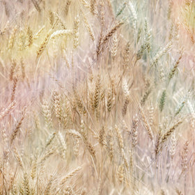Wheat Serene Daydream U5127-84